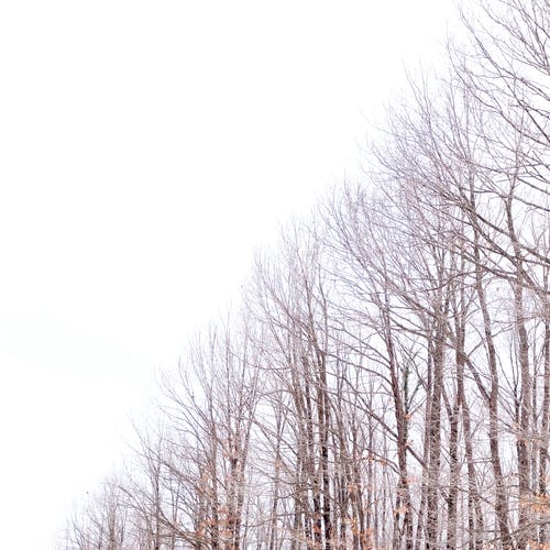 无叶树 · 免费素材图片