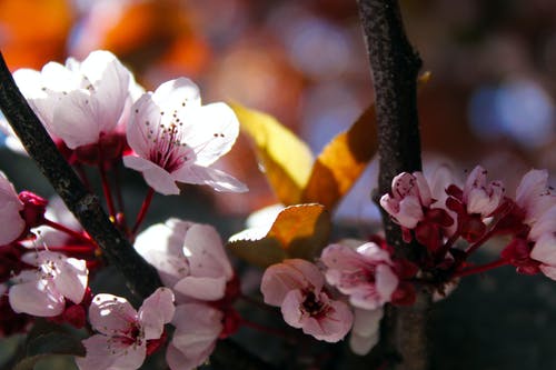 樱花的特写照片 · 免费素材图片
