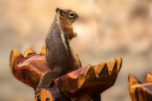 灰色和棕色松鼠在棕色木头上的微距摄影 · 免费素材图片