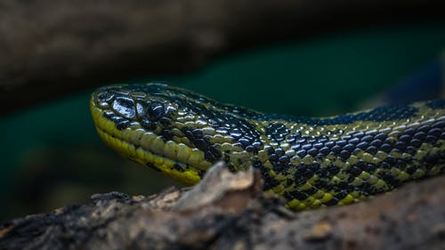 绿色和黑色python · 免费素材图片