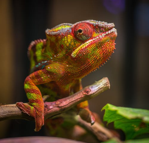 红色和绿色爬行动物的选择性聚焦摄影 · 免费素材图片