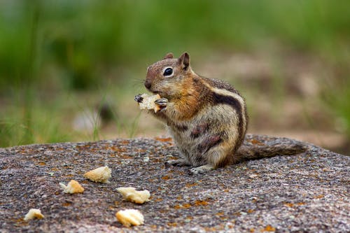 布朗花栗鼠吃在岩石上的摄影 · 免费素材图片