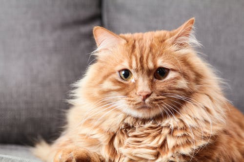 棕色长涂毛皮猫 · 免费素材图片