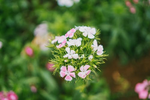 白色和粉红色花朵的焦点摄影 · 免费素材图片