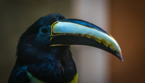 黑色和灰色巨嘴鸟 · 免费素材图片