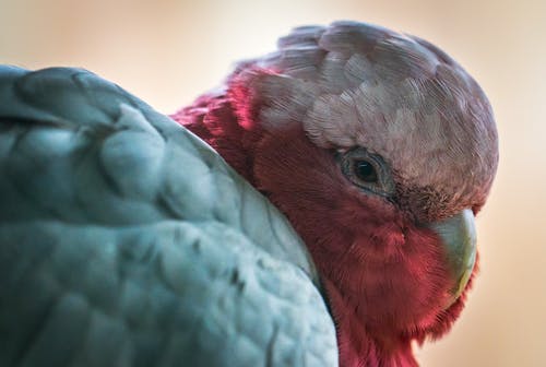 加拉·鹦鹉 · 免费素材图片