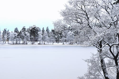 森林与雪的照片 · 免费素材图片