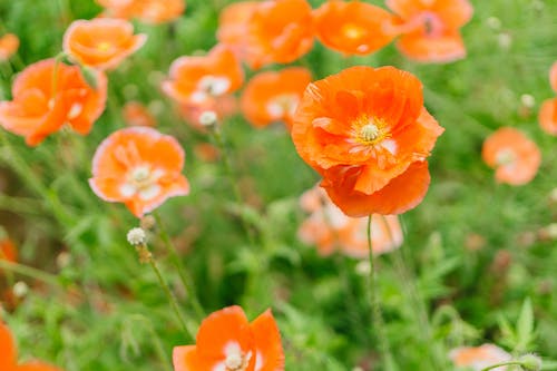 橙色花瓣花的特写摄影 · 免费素材图片