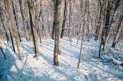 大雪覆盖的森林 · 免费素材图片