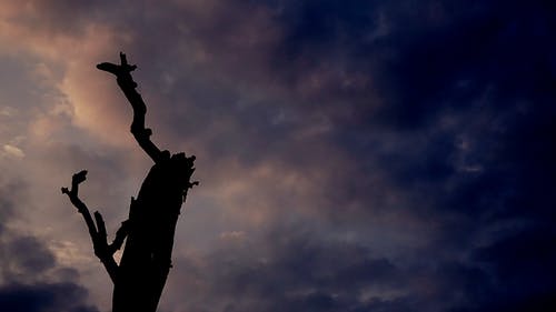 树的轮廓 · 免费素材图片