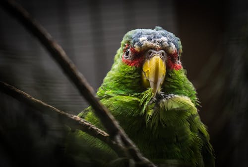 绿色和灰色的鸟screenshot · 免费素材图片