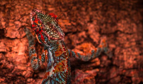 特写照片五彩的蜥蜴 · 免费素材图片