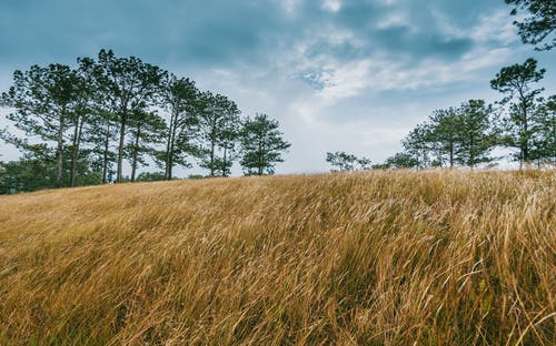 树木环绕的宽阔的棕色草田 · 免费素材图片