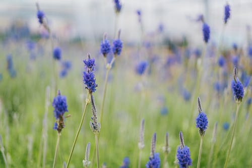 蓝色花瓣的选择性聚焦摄影 · 免费素材图片