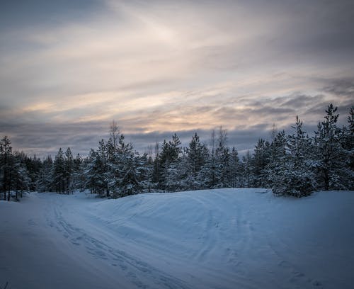 绿松树森林被雪堆包围 · 免费素材图片