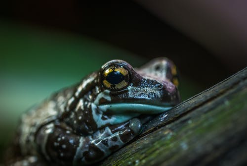 棕色和绿色的青蛙的选择性聚焦照片 · 免费素材图片