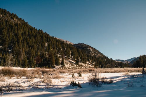 山上树木摄影 · 免费素材图片