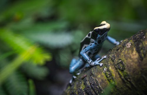 在三个分支上的黑色和棕色青蛙 · 免费素材图片