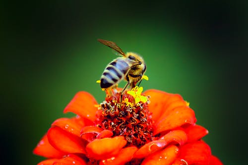 蜜蜂栖息在特写摄影中的红色花瓣花上 · 免费素材图片