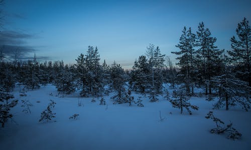 绿松树与雪摄影 · 免费素材图片