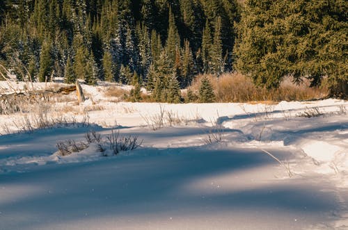 白天雪覆盖在树木附近的地面 · 免费素材图片