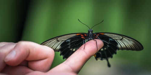 人的食指上的黑蝴蝶浅焦点照片 · 免费素材图片