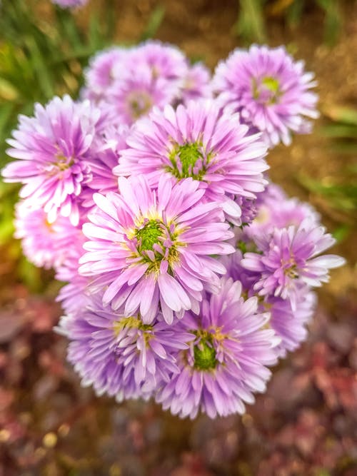 白天的紫苑特写照片 · 免费素材图片