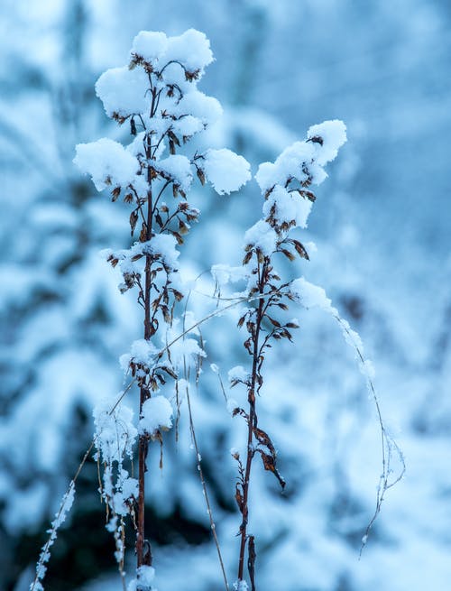 白天冰粒凋谢的花 · 免费素材图片