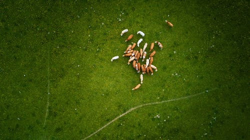 棕色和白色的牛群在绿色草地上 · 免费素材图片