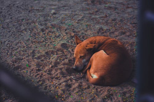 白天在土壤地面上睡觉的短毛狗 · 免费素材图片