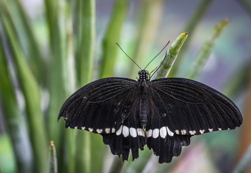 黑白蝴蝶浅焦点摄影 · 免费素材图片