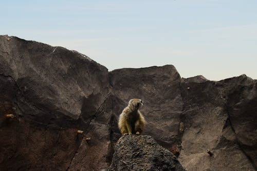 落基山上的棕色狐猴 · 免费素材图片