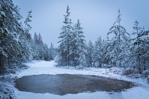 树木环绕的湖泊的灰度摄影 · 免费素材图片