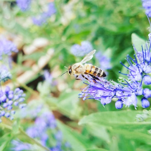 蜜蜂栖息在蓝色花瓣上的宏观摄影 · 免费素材图片