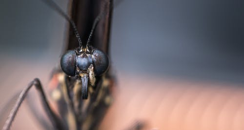 昆虫的宏观摄影 · 免费素材图片