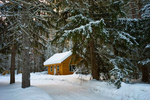 布朗房子附近被雪覆盖的松树 · 免费素材图片