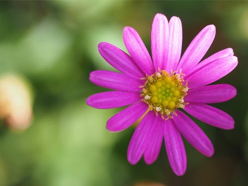 一朵粉红色的花的微距摄影 · 免费素材图片