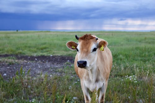 牛照片的选择性焦点 · 免费素材图片