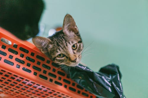 棕色虎斑猫躺在塑料架子上 · 免费素材图片