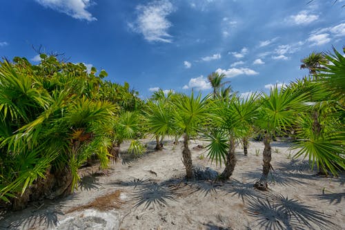 蓝天下的绿色丝兰植物 · 免费素材图片