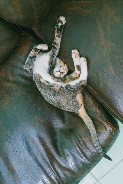 躺在沙发上的棕色虎斑猫 · 免费素材图片