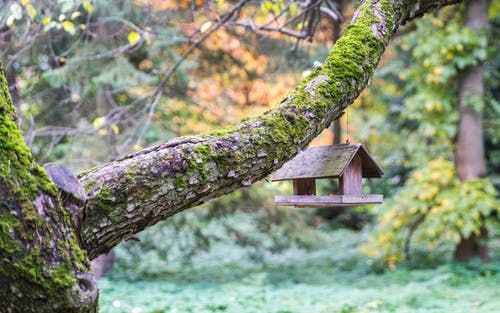 棕色木制鸟笼挂在灰色的树枝上 · 免费素材图片