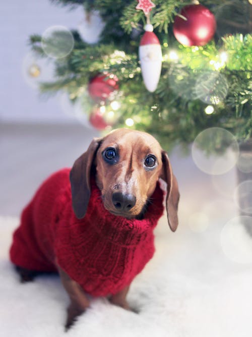腊肠狗穿着一件红色的毛衣 · 免费素材图片