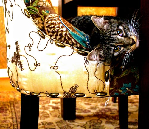 短涂灰色虎斑猫在白色和黑色的花形sw椅子上 · 免费素材图片