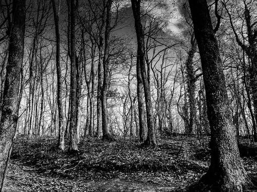 高大的树木的灰度照片 · 免费素材图片