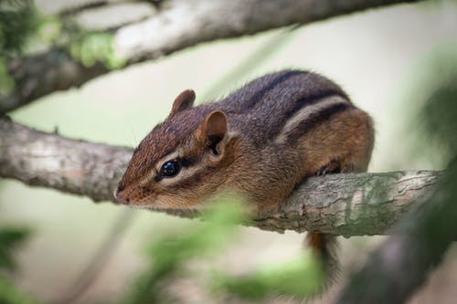 棕色松鼠在树枝上 · 免费素材图片