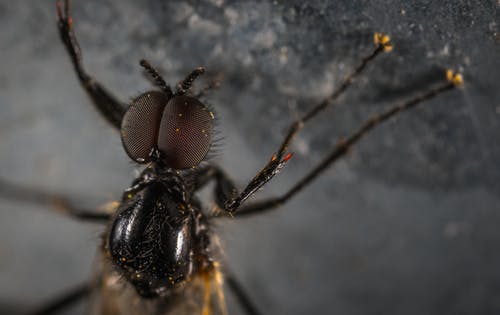 关闭了照片黑家蝇 · 免费素材图片