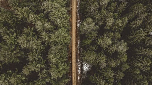 空中射击的松树之间的道路 · 免费素材图片