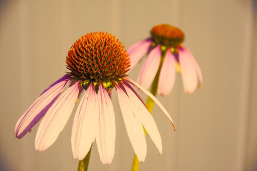 白紫色花瓣花的选择性聚焦摄影 · 免费素材图片