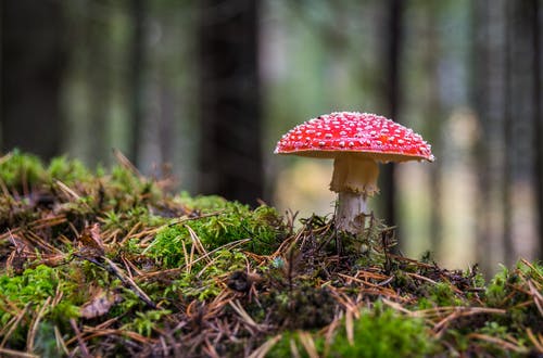 红色和白色蘑菇的特写照片 · 免费素材图片